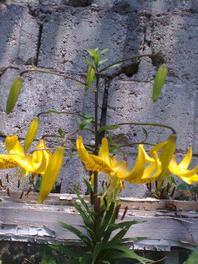 Fotografie0488 - CRINI