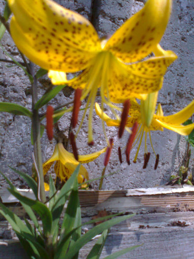 Fotografie0489 - CRINI