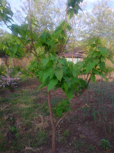 catalpa - ARBUSTI SI POMI FRUCTIFERI