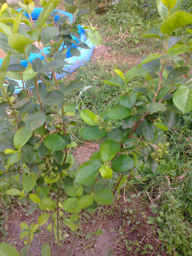 aronia - ARBUSTI SI POMI FRUCTIFERI