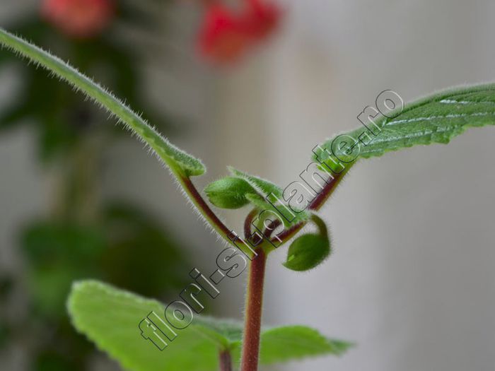Sinningia EW s Pink Pearl - GLOXINIA _ SINNINGIA__NEWS 2013