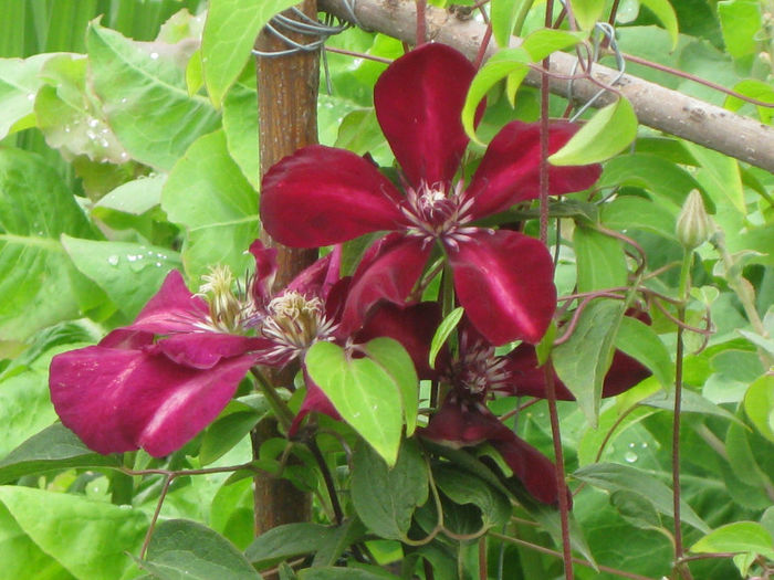 IMG_2504 - A    Inflorire CLEMATIS 2013  westerplatte