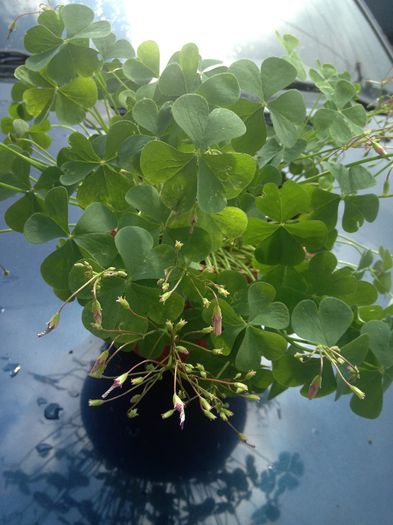 oxalis - diverse plante de camera