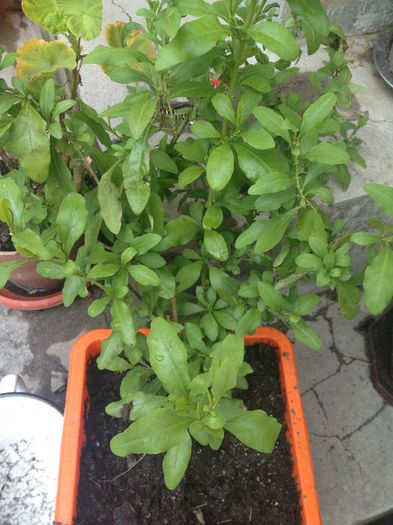 plumbago albastru - diverse plante de camera