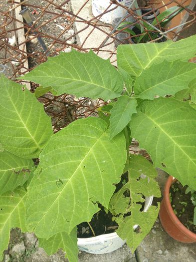 trompeta ingerului alb batut - diverse plante de camera