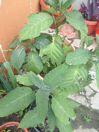 trompeta ingerului roz nebatut si galben nebatut - diverse plante de camera