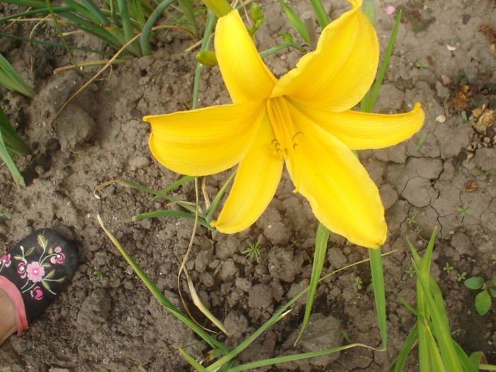 Reverend Traub - Hemerocallis  2013