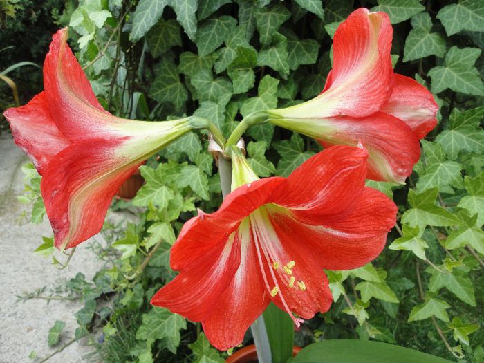 DSC07372 - Amaryllis