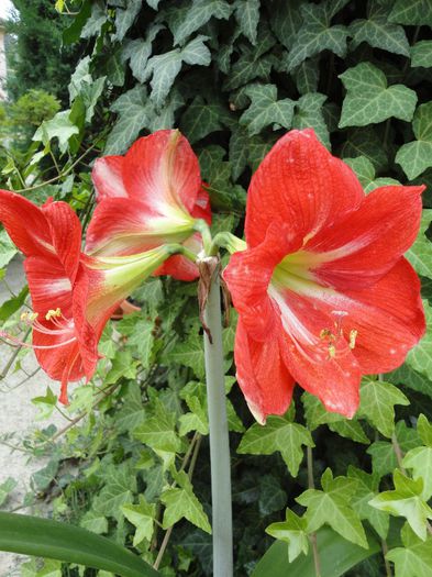 DSC07374 - Amaryllis