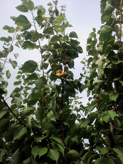 24.06.2013; A ramas cu putine fructe dupa ingeturile tarzii...
