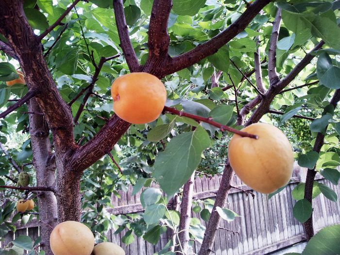 24.06.2013; A ramas cu putine fructe dupa ingeturile tarzii...
