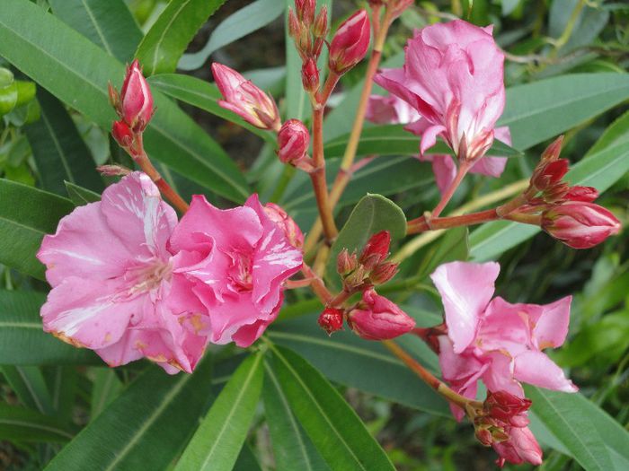 Leandru - Diverse flori