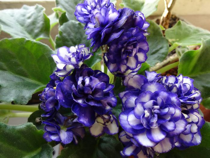 DSC01856 - Pat Tracey