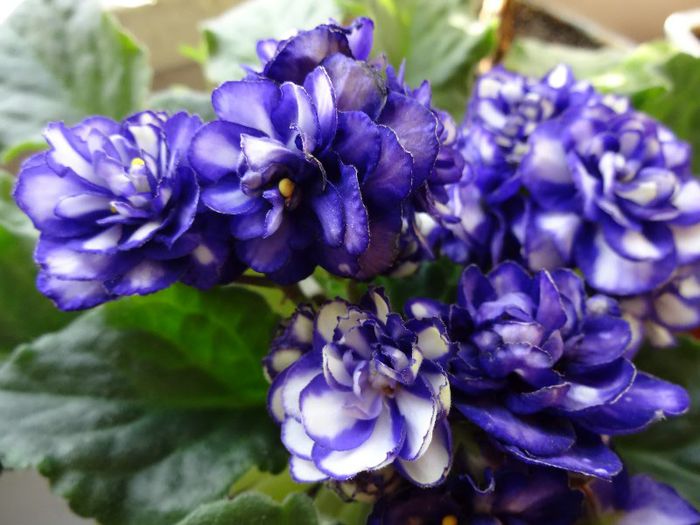 DSC01857 - Pat Tracey