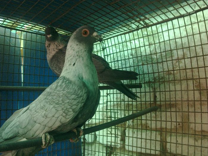 matca - Porumbei swift egipteni