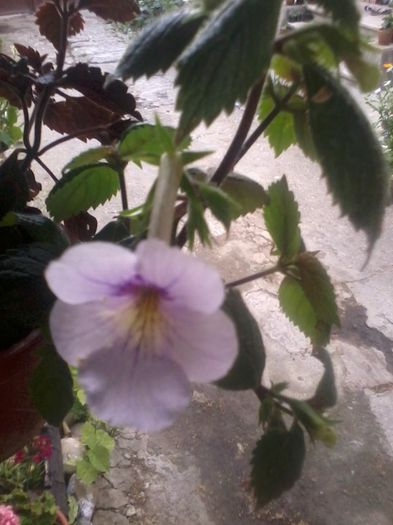 Achimenes - Flori diverse