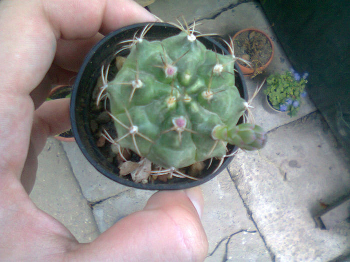 Fotografie2165 - cactusi