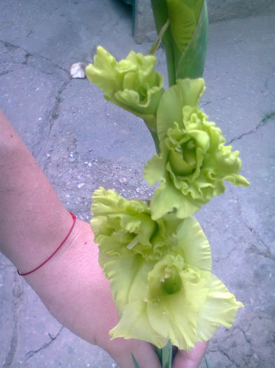 Fotografie2178 - Gladiole