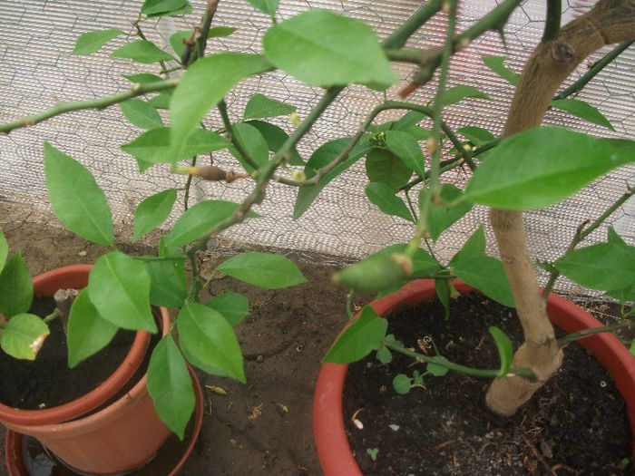 DSCF5314; lamai din Grecia
