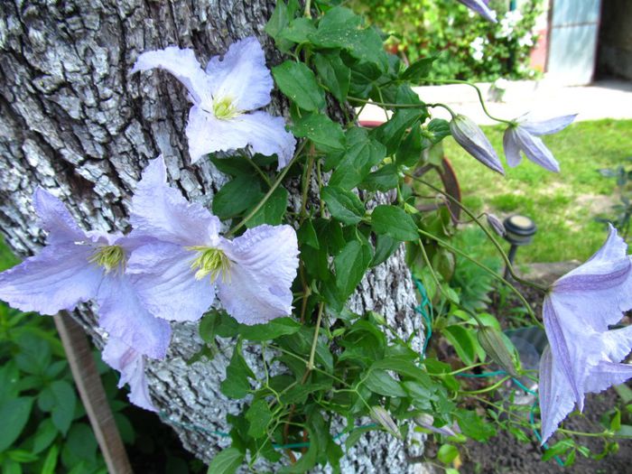 Blue Angel - Clematitele mele in 2013