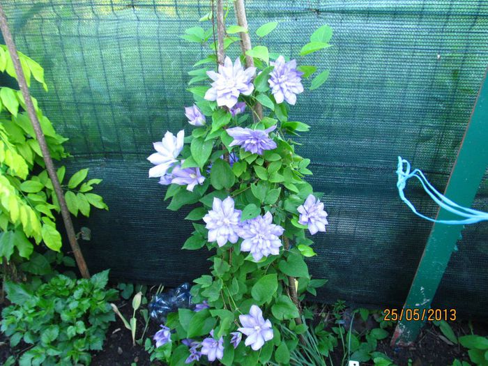 Blue explosion (2) - Clematitele mele in 2013