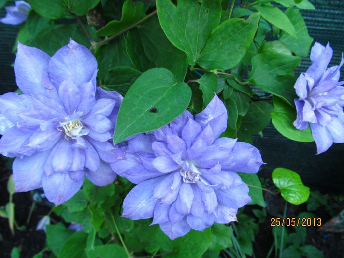 Blue explosion (5) - Clematitele mele in 2013