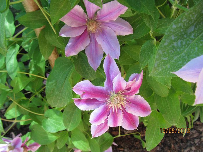 Dr.Rupel (2) - Clematitele mele in 2013