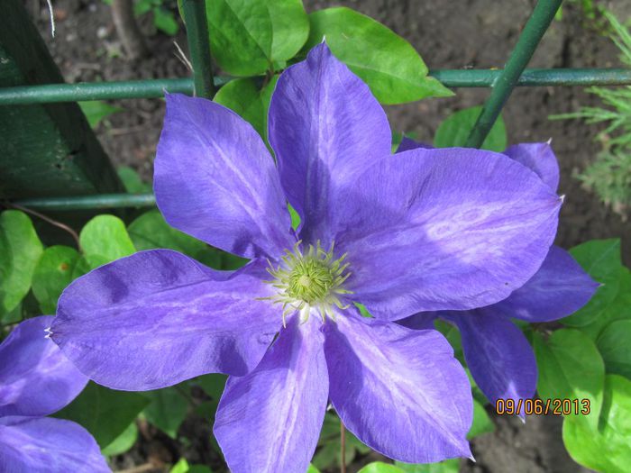 Hisa (2) - Clematitele mele in 2013