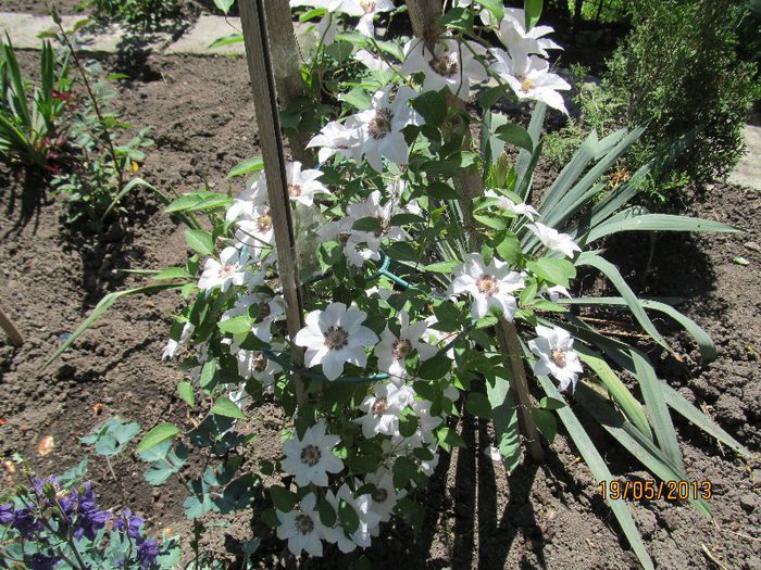 IMG_1563 - Clematitele mele in 2013