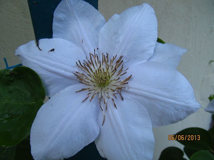 Madame Le Coultre (2) - Clematitele mele in 2013