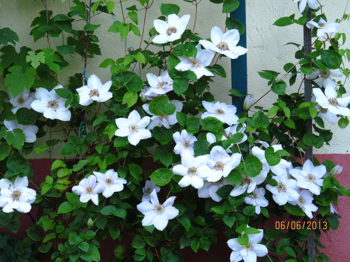 Madame le Coultre (3) - Clematitele mele in 2013