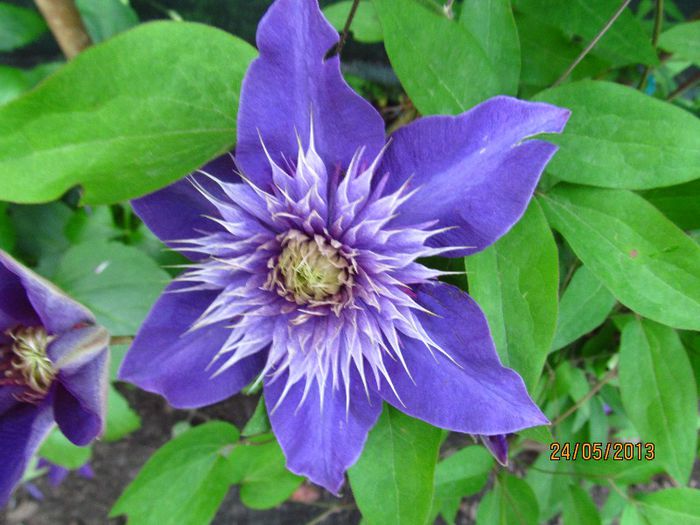 Multi Blue (2) - Clematitele mele in 2013