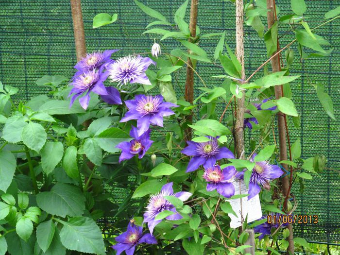 Multi Blue (4) - Clematitele mele in 2013