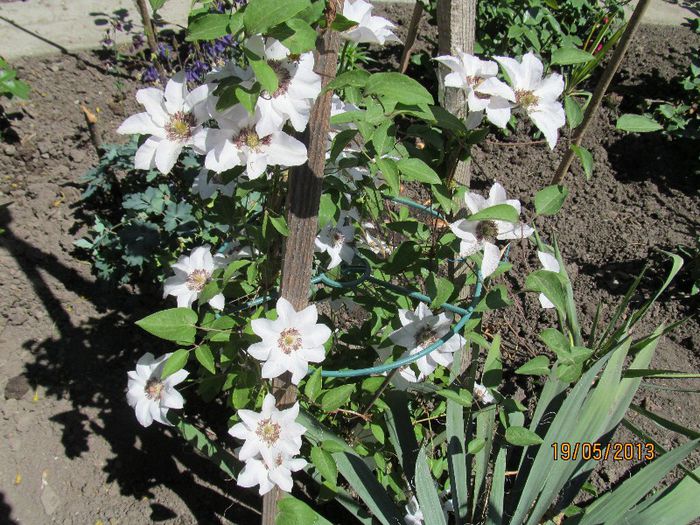 Necunoscuta cumparata drept Miss Batemann. - Clematitele mele in 2013