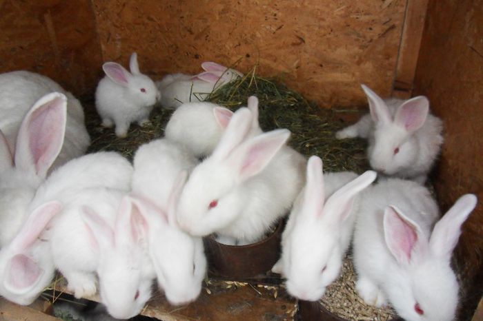 ECHIPA COMPLETA!!! 4 SAPTAMANI