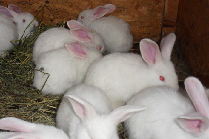 SDC11087 - 1 C Femela 2 urias alb a doua fatare