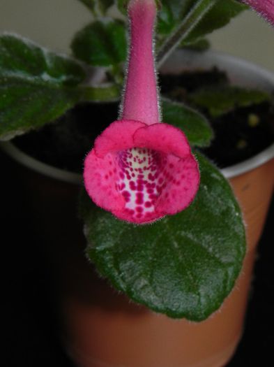 MG`s Spotted pink