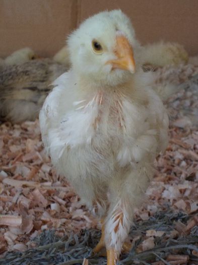 pt UNiku ,orloff 19 zile