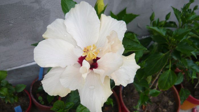 Picture 4134 - x 2013 Hibiscus rosa sinesis