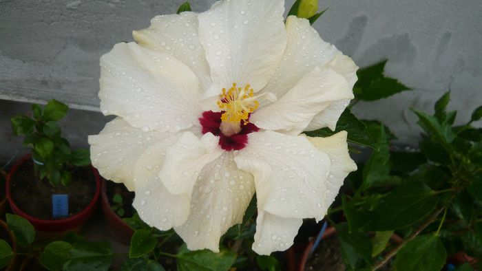 Picture 4148 - x 2013 Hibiscus rosa sinesis