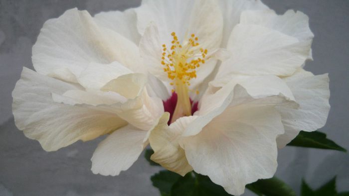Picture 4157 - x 2013 Hibiscus rosa sinesis