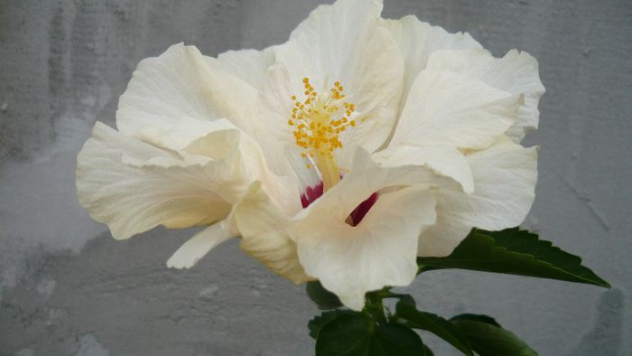 Picture 4158 - x 2013 Hibiscus rosa sinesis