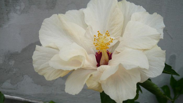 Picture 4159 - x 2013 Hibiscus rosa sinesis