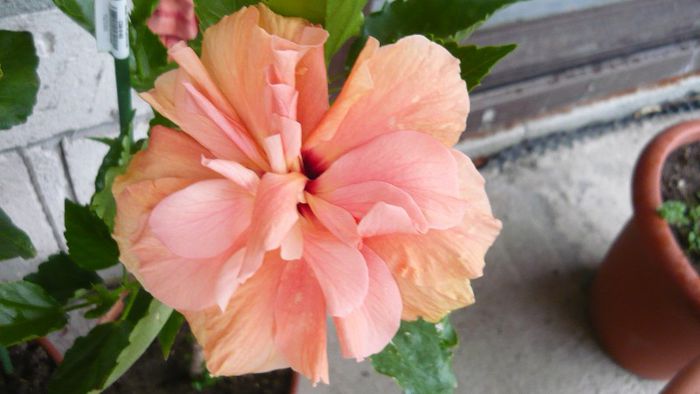 Picture 4137 - x 2013 Hibiscus rosa sinesis