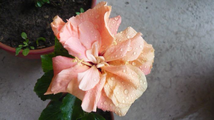 Picture 4139 - x 2013 Hibiscus rosa sinesis