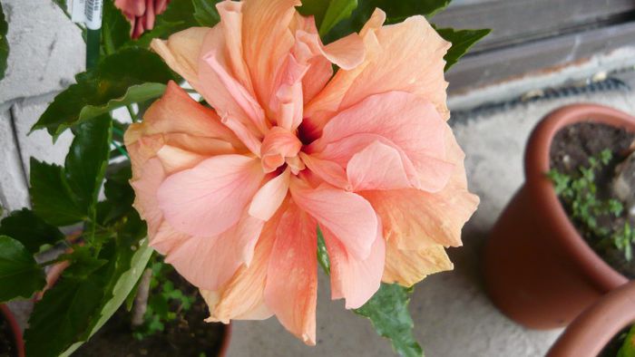 Picture 4150 - x 2013 Hibiscus rosa sinesis
