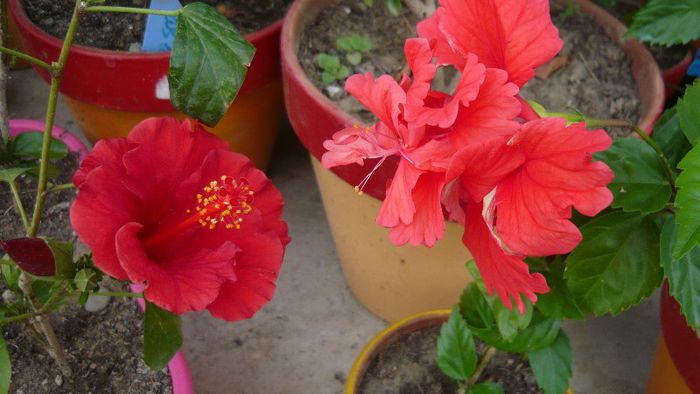 Picture 4156 - x 2013 Hibiscus rosa sinesis