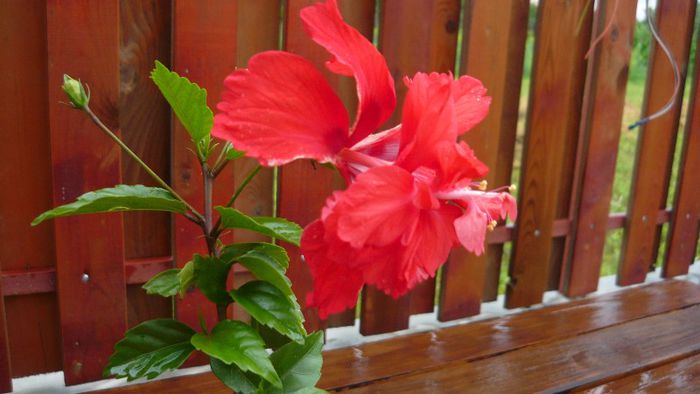 Picture 4147 - x 2013 Hibiscus rosa sinesis