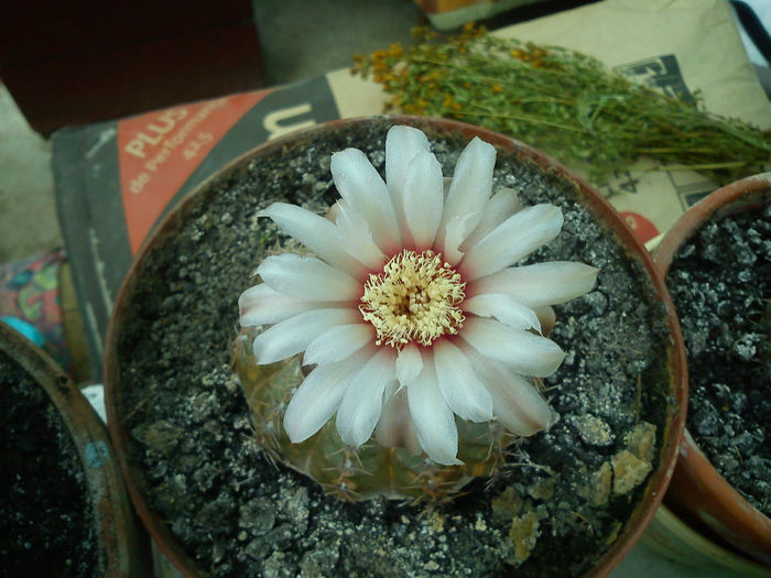 2013.06.22 - Gymnocalycium quehlianum