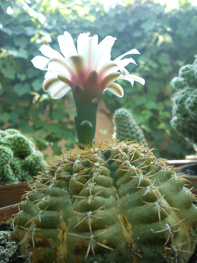 2013.06.22 - Gymnocalycium quehlianum